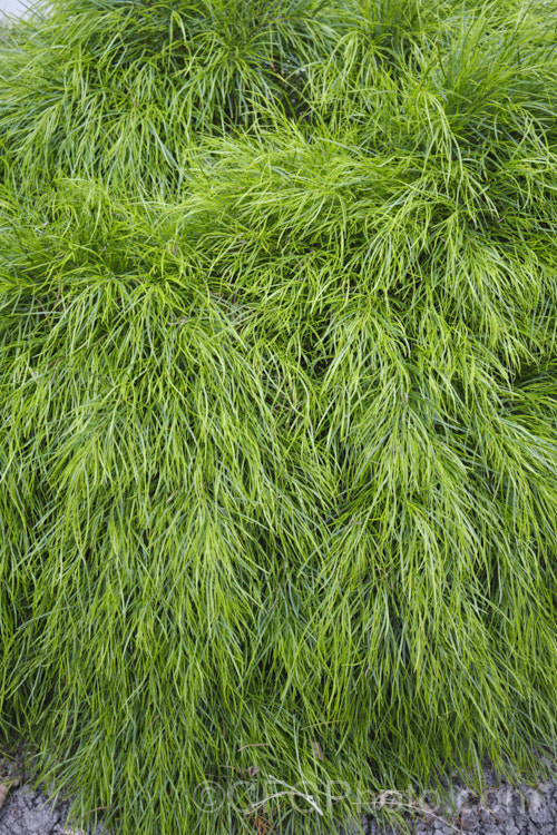 <i>Acacia cognata</i> 'Mini Cog', a dwarf, densely foliaged, somewhat trailing cultivar of the Bower Wattle or River Wattle, an evergreen shrub or tree native to southeastern Australia. Small yellow flowerheads appear from late winter 'Cousin Itt' and 'Little Con' are similar cultivars. Order: Fabales, Family: Fabaceae