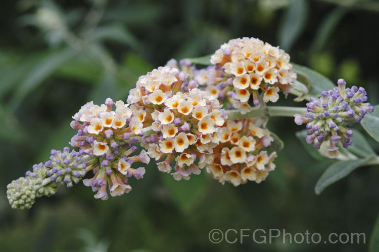 Buddleja x weyeriana 'Moonlight', a cultivar of a cross between the deciduous. Buddleja davidii fromAsia and the evergreen. Buddleja globosa from South America 'Moonlight' and 'Golden Glow' were the two original selection from the cross made by van der. Weyer. The shrub is semi-deciduous in mild areas, grows to around 2m high and wide, and flowers over a long season. buddleja-2053htm'>Buddleja. <a href='scrophulariaceae-plant-family-photoshtml'>Scrophulariaceae</a>. Order: Lamiales</a>