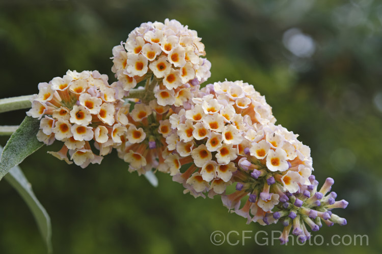 Buddleja x weyeriana 'Moonlight', a cultivar of a cross between the deciduous. Buddleja davidii fromAsia and the evergreen. Buddleja globosa from South America 'Moonlight' and 'Golden Glow' were the two original selection from the cross made by van der. Weyer. The shrub is semi-deciduous in mild areas, grows to around 2m high and wide, and flowers over a long season. buddleja-2053htm'>Buddleja. <a href='scrophulariaceae-plant-family-photoshtml'>Scrophulariaceae</a>. Order: Lamiales</a>