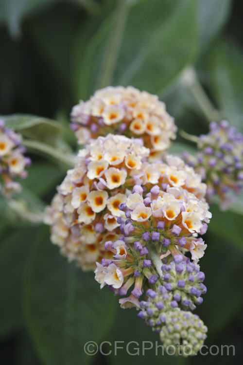 Buddleja x weyeriana 'Moonlight', a cultivar of a cross between the deciduous. Buddleja davidii fromAsia and the evergreen. Buddleja globosa from South America 'Moonlight' and 'Golden Glow' were the two original selection from the cross made by van der. Weyer. The shrub is semi-deciduous in mild areas, grows to around 2m high and wide, and flowers over a long season. buddleja-2053htm'>Buddleja. <a href='scrophulariaceae-plant-family-photoshtml'>Scrophulariaceae</a>. Order: Lamiales</a>