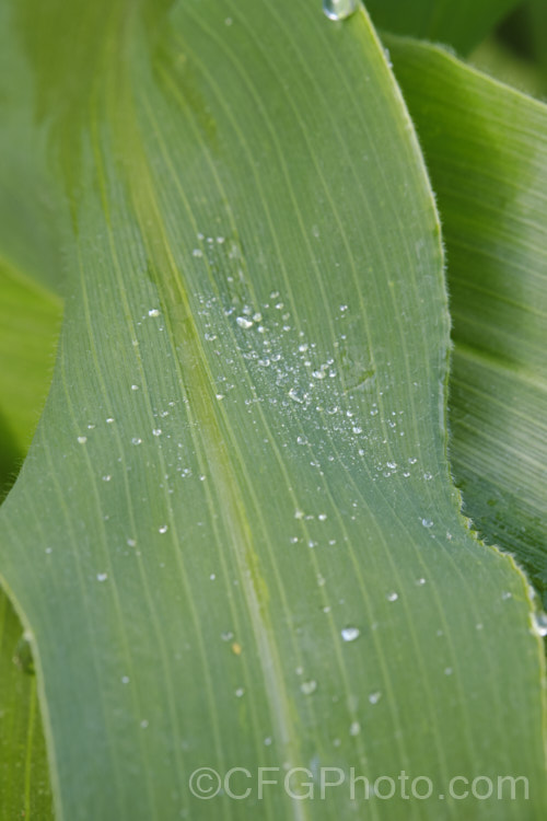 Dew on the foliage of Sweet Corn, Maize or Corn (<i>Zea mays</i>), a robust annual grass from Central America grown for its edible seed heads (cobs</i>). There are many cultivars. The fine hairs and the grooves between the leaf veins can trap water droplets and channel them to the ground and thence the roots. Order: Poales, Family: Poaceae