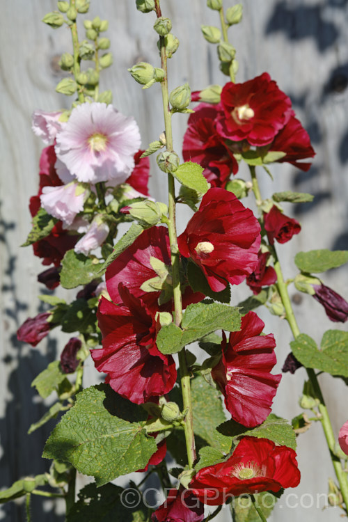 Hollyhock (<i>Alcea rosea [syn. Althaea rosea]), a western Asian biennial or perennial to 3m tall. There are many garden forms. alcea-2169htm'>Alcea. Order: Malvales</a>