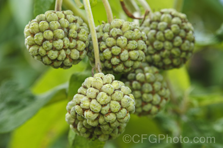 The near-mature fruit of the Orange Ball. Tree (<i>Buddleja globosa</i>), a near-evergreen, 4-6m tall shrub or small tree native to Chile and Argentina. Its small spherical flowerheads open from mid- to late spring. buddleja-2053htm'>Buddleja. <a href='scrophulariaceae-plant-family-photoshtml'>Scrophulariaceae</a>. Order: Lamiales</a>