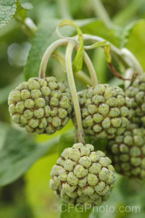 The near-mature fruit of the Orange Ball. Tree (<i>Buddleja globosa</i>), a near-evergreen, 4-6m tall shrub or small tree native to Chile and Argentina. Its small spherical flowerheads open from mid- to late spring. buddleja-2053htm'>Buddleja. <a href='scrophulariaceae-plant-family-photoshtml'>Scrophulariaceae</a>. Order: Lamiales</a>