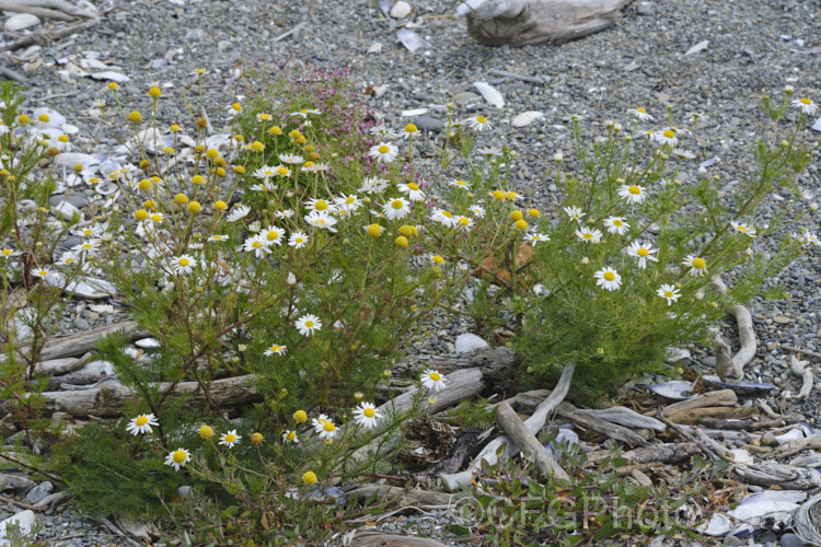 False Mayweed or Sea. Mayweed (<i>Tripleurospermum maritimum [syn. Matricaria maritima]), an annual or short-lived perennial originally native to Eurasia but now widely naturalised in the temperate zones. It is very similar to Tripleurospermum inodorum (some authorities considers them to be subspecies of one species</i>), but usually shows a distinct preferences for coastal gravels. tripleurospermum-3530htm'>Tripleurospermum.