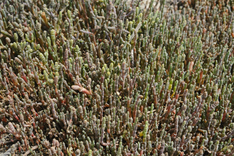 Beaded. Samphire or Beaded. Glasswort (<i>Sarcocornia quinqueflora [syn. Salicornia australis]), a carpeting coastal perennial or subshrub native to Australia and New Zealand It is notable for its ability to survive in salt-saturated soils. In sheltered places it can grow to 50cm tall but is usually kept much shorter by constant exposure to coastal winds. In addition to a few flowers, this image shows the fruits, which are pushed off the end of the stems as they ripen. sarcocornia-3280htm'>Sarcocornia. Order: Caryophyllales, Family: Amaranthaceae Order: Caryophyllales</a>