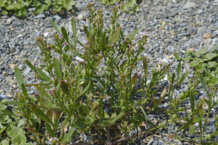 American Sea Rocket (<i>Cakile edentula</i>), an annual (biennial in mild climates</i>) found in coastal regions. It has a large taproot that enables it to remain anchored in unstable coastal sand or gravel, toothed fleshy leaves and small purple flowers that are followed by bead-like seed capsules. Sea Rocket is native to North America but has become established in many other area and is often considered a weed. Order: Brassicales, Family: Brassicaceae