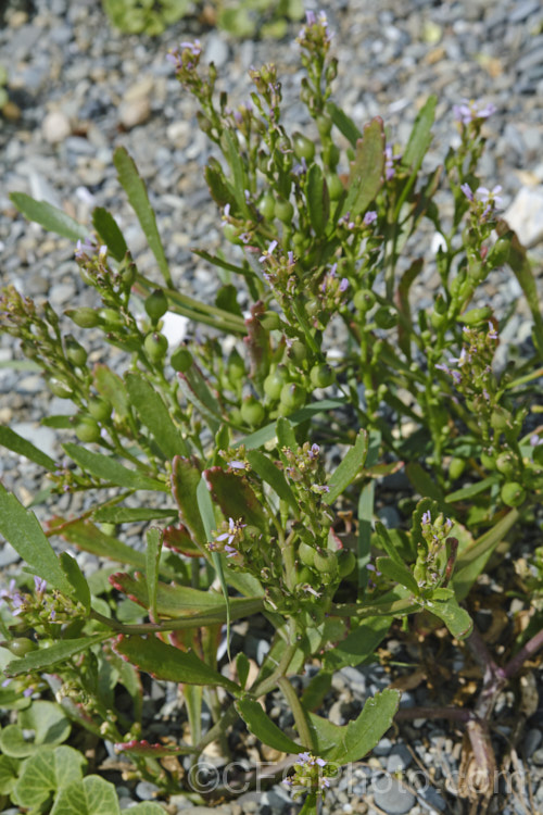 American Sea Rocket (<i>Cakile edentula</i>), an annual (biennial in mild climates</i>) found in coastal regions. It has a large taproot that enables it to remain anchored in unstable coastal sand or gravel, toothed fleshy leaves and small purple flowers that are followed by bead-like seed capsules. Sea Rocket is native to North America but has become established in many other area and is often considered a weed. Order: Brassicales, Family: Brassicaceae