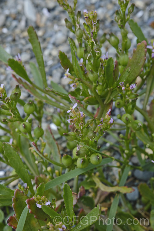 American Sea Rocket (<i>Cakile edentula</i>), an annual (biennial in mild climates</i>) found in coastal regions. It has a large taproot that enables it to remain anchored in unstable coastal sand or gravel, toothed fleshy leaves and small purple flowers that are followed by bead-like seed capsules. Sea Rocket is native to North America but has become established in many other area and is often considered a weed. Order: Brassicales, Family: Brassicaceae