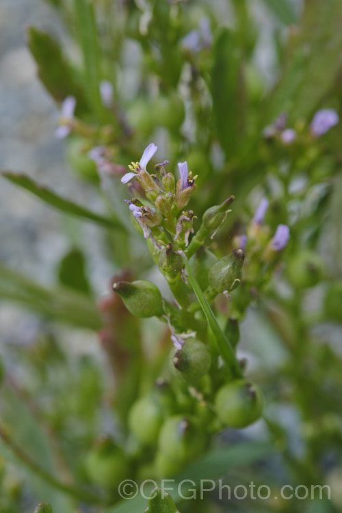 American Sea Rocket (<i>Cakile edentula</i>), an annual (biennial in mild climates</i>) found in coastal regions. It has a large taproot that enables it to remain anchored in unstable coastal sand or gravel, toothed fleshy leaves and small purple flowers that are followed by bead-like seed capsules. Sea Rocket is native to North America but has become established in many other area and is often considered a weed. Order: Brassicales, Family: Brassicaceae