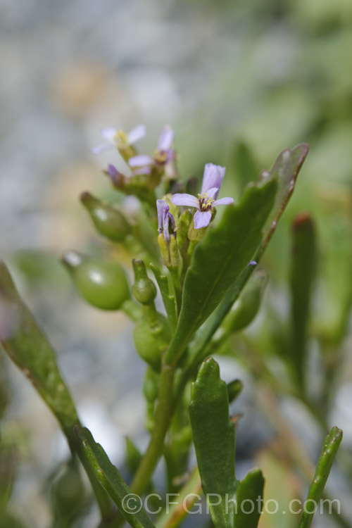 American Sea Rocket (<i>Cakile edentula</i>), an annual (biennial in mild climates</i>) found in coastal regions. It has a large taproot that enables it to remain anchored in unstable coastal sand or gravel, toothed fleshy leaves and small purple flowers that are followed by bead-like seed capsules. Sea Rocket is native to North America but has become established in many other area and is often considered a weed. Order: Brassicales, Family: Brassicaceae