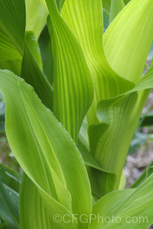 The foliage of Sweet Corn, Maize or Corn (<i>Zea mays</i>), a robust annual grass from Central America grown for its edible seed heads (cobs</i>). There are many cultivars. Order: Poales, Family: Poaceae