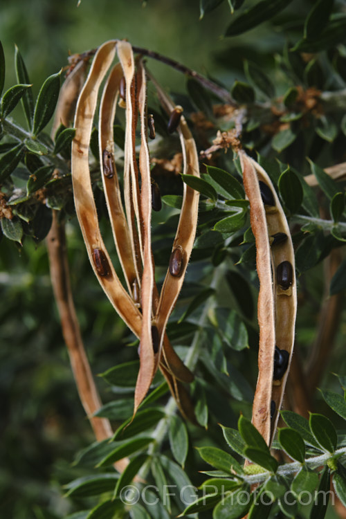 Open seedpods of Prickly Moses (<i>Acacia verticillata</i> subsp. <i>ruscifolia</i>). Note how several of the seeds have small holes drilled in them by emerging weevil larvae that have eaten the seed from inside. Subspecies <i>ruscifolia</i> is a broader leaved form of a late winter to early spring-flowering evergreen shrub or tree to 9m tall native. It occurs in isolated spots in southern Victoria on the Australian mainland but is found mainly in western Tasmania. Its bronze-green foliage is tipped with short, fine spines. Order: Fabales, Family: Fabaceae