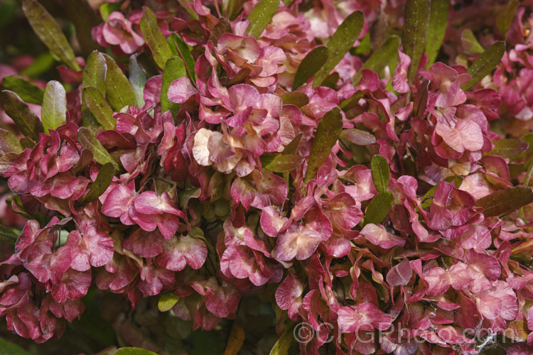 Purple-leafed. Ake. Ake or Hop. Bush (<i>Dodonaea viscosa 'Purpurea'), a purple-bronze-leafed cultivar of a widely distributed warm-temperate to subtropical shrub or small tree that grows to as much as 9m tall, though -5m is more typical. The reddish flowers are not especially showy, but as seen here, the similarly coloured papery seedpods that follow often make a better display. dodonaea-2692htm'>Dodonaea. <a href='sapindaceae-plant-family-photoshtml'>Sapindaceae</a>. Order: Sapindales</a>