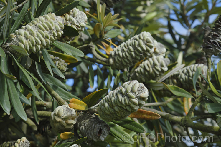 Maturing seed cones of the Coast. Banksia (<i>Banksia integrifolia</i>), an evergreen tree native to much of coastal eastern Australia. It grows to 15m tall, its flowerheads appear through most of the year and as with most banksias they are followed by woody seed cones. Order: Proteales, Family: Proteaceae Order: Proteales</a>