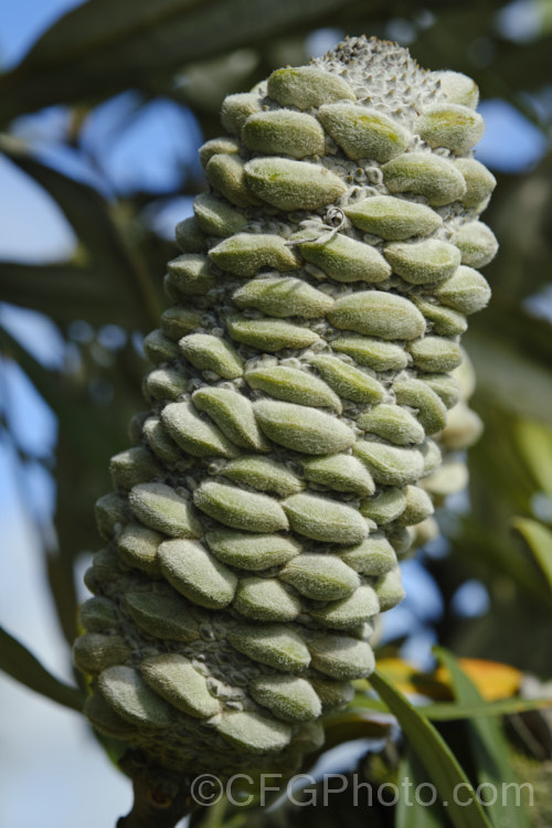 Maturing seed cones of the Coast. Banksia (<i>Banksia integrifolia</i>), an evergreen tree native to much of coastal eastern Australia. It grows to 15m tall, its flowerheads appear through most of the year and as with most banksias they are followed by woody seed cones. Order: Proteales, Family: Proteaceae Order: Proteales</a>