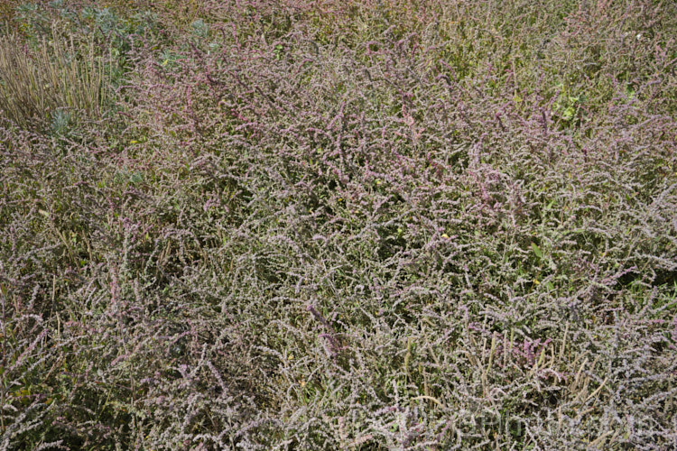 Orache (<i>Atriplex prostrata</i>) with an abundance of maturing fruit, the capsules having a strong pink tint. This coastal and estuarine perennial is quite variable in appearance depending on its exposure to sun, wind and salt. In an exposed coastal position, it is often very low-growing, grey-green with a red tint to the stems and leaf margins. The clustered flowerheads also have a red tint Eurasian in origin, it is now widely naturalised. atriplex-3513htm'>Atriplex. Order: Caryophyllales, Family: Amaranthaceae Order: Caryophyllales</a>