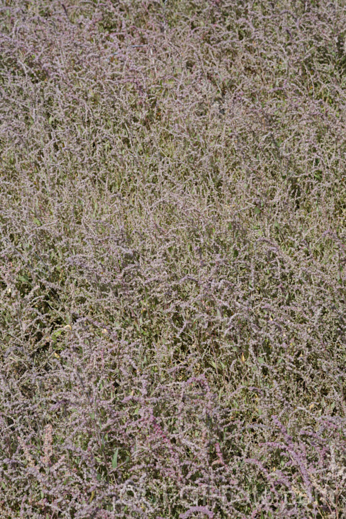 Orache (<i>Atriplex prostrata</i>) with an abundance of maturing fruit, the capsules having a strong pink tint. This coastal and estuarine perennial is quite variable in appearance depending on its exposure to sun, wind and salt. In an exposed coastal position, it is often very low-growing, grey-green with a red tint to the stems and leaf margins. The clustered flowerheads also have a red tint Eurasian in origin, it is now widely naturalised. atriplex-3513htm'>Atriplex. Order: Caryophyllales, Family: Amaranthaceae Order: Caryophyllales</a>