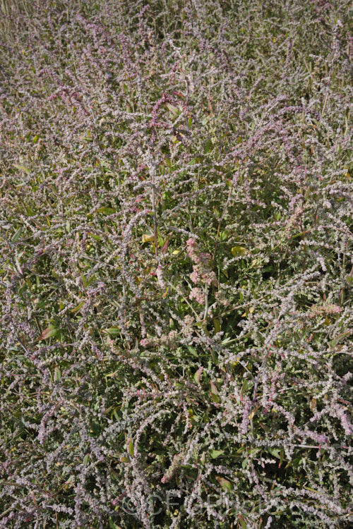 Orache (<i>Atriplex prostrata</i>) with an abundance of maturing fruit, the capsules having a strong pink tint. This coastal and estuarine perennial is quite variable in appearance depending on its exposure to sun, wind and salt. In an exposed coastal position, it is often very low-growing, grey-green with a red tint to the stems and leaf margins. The clustered flowerheads also have a red tint Eurasian in origin, it is now widely naturalised. atriplex-3513htm'>Atriplex. Order: Caryophyllales, Family: Amaranthaceae Order: Caryophyllales</a>