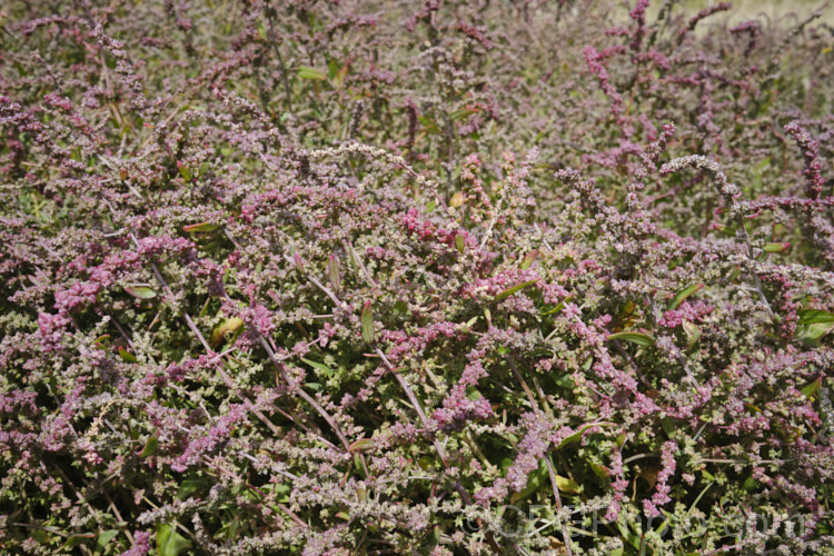 Orache (<i>Atriplex prostrata</i>) with an abundance of maturing fruit, the capsules having a strong pink tint. This coastal and estuarine perennial is quite variable in appearance depending on its exposure to sun, wind and salt. In an exposed coastal position, it is often very low-growing, grey-green with a red tint to the stems and leaf margins. The clustered flowerheads also have a red tint Eurasian in origin, it is now widely naturalised. atriplex-3513htm'>Atriplex. Order: Caryophyllales, Family: Amaranthaceae Order: Caryophyllales</a>