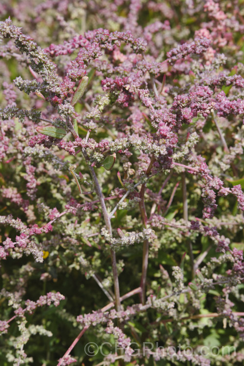 Orache (<i>Atriplex prostrata</i>) with an abundance of maturing fruit, the capsules having a strong pink tint. This coastal and estuarine perennial is quite variable in appearance depending on its exposure to sun, wind and salt. In an exposed coastal position, it is often very low-growing, grey-green with a red tint to the stems and leaf margins. The clustered flowerheads also have a red tint Eurasian in origin, it is now widely naturalised. atriplex-3513htm'>Atriplex. Order: Caryophyllales, Family: Amaranthaceae Order: Caryophyllales</a>