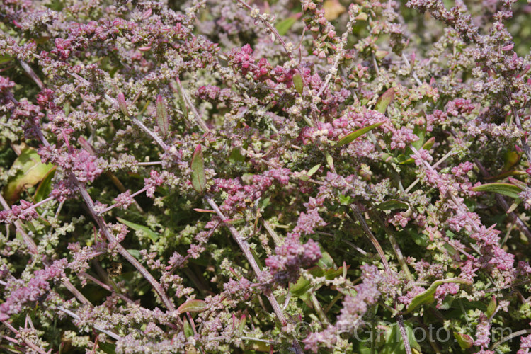 Orache (<i>Atriplex prostrata</i>) with an abundance of maturing fruit, the capsules having a strong pink tint. This coastal and estuarine perennial is quite variable in appearance depending on its exposure to sun, wind and salt. In an exposed coastal position, it is often very low-growing, grey-green with a red tint to the stems and leaf margins. The clustered flowerheads also have a red tint Eurasian in origin, it is now widely naturalised. atriplex-3513htm'>Atriplex. Order: Caryophyllales, Family: Amaranthaceae Order: Caryophyllales</a>