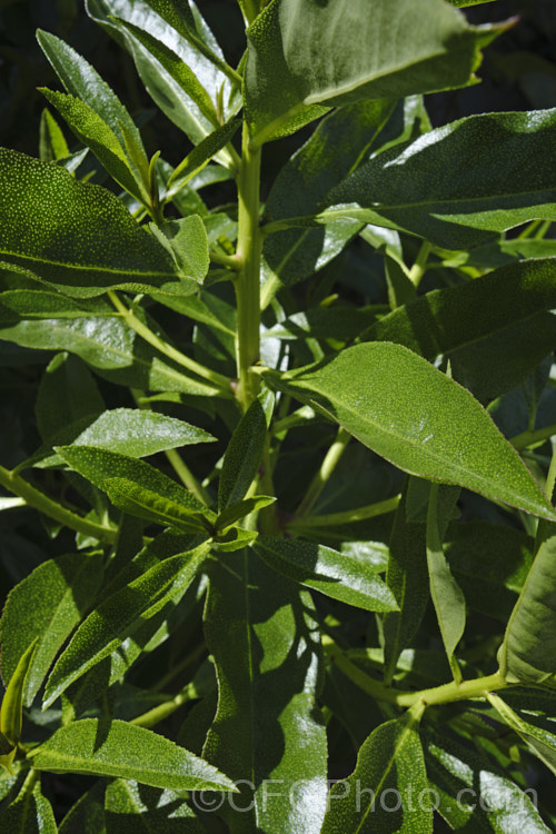 The foliage of Ngaio (<i>Myoporum laetum</i>) showing the abundant translucent pellucid glands on the foliage. Ngaio is an evergreen shrub or small tree native to New Zealand and is found mainly in coastal regions. It grows to around 9m tall and has white spring- to summer-borne flowers followed by reddish purple fruits. myoporum-3164htm'>Myoporum. <a href='scrophulariaceae-plant-family-photoshtml'>Scrophulariaceae</a>. Order: Lamiales</a>