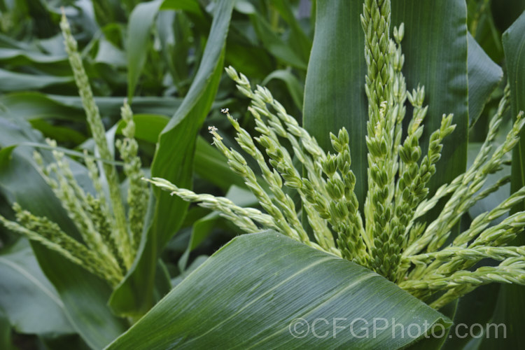 Just opening male flowers of Sweet Corn, Maize or Corn (<i>Zea mays</i>), a robust annual grass from Central America grown for its edible seed heads (cobs</i>). There are many cultivars. Order: Poales, Family: Poaceae