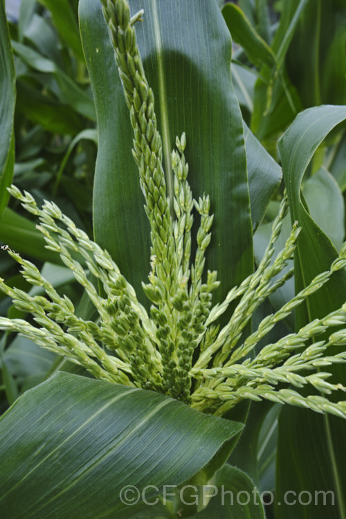 Just opening male flowers of Sweet Corn, Maize or Corn (<i>Zea mays</i>), a robust annual grass from Central America grown for its edible seed heads (cobs</i>). There are many cultivars. Order: Poales, Family: Poaceae