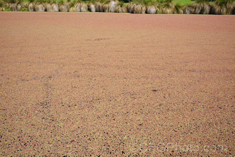 Water. Fern or Fairy Moss (<i>Azolla rubra</i>), one of several species of very similar floating plants that multiply quickly in still water to form a carpet of foliage. The bright green young growth quickly turns red in full sun. azolla-2392htm'>Azolla. <a href='salviniaceae-plant-family-photoshtml'>Salviniaceae</a>