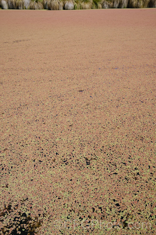 Water. Fern or Fairy Moss (<i>Azolla rubra</i>), one of several species of very similar floating plants that multiply quickly in still water to form a carpet of foliage. The bright green young growth quickly turns red in full sun. azolla-2392htm'>Azolla. <a href='salviniaceae-plant-family-photoshtml'>Salviniaceae</a>