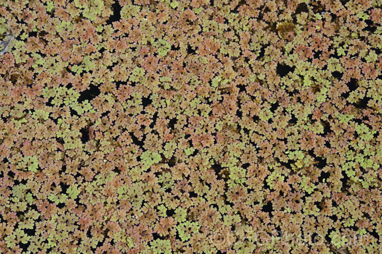 Water. Fern or Fairy Moss (<i>Azolla rubra</i>), one of several species of very similar floating plants that multiply quickly in still water to form a carpet of foliage. The bright green young growth quickly turns red in full sun. azolla-2392htm'>Azolla. <a href='salviniaceae-plant-family-photoshtml'>Salviniaceae</a>