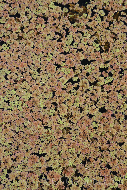 Water. Fern or Fairy Moss (<i>Azolla rubra</i>), one of several species of very similar floating plants that multiply quickly in still water to form a carpet of foliage. The bright green young growth quickly turns red in full sun. azolla-2392htm'>Azolla. <a href='salviniaceae-plant-family-photoshtml'>Salviniaceae</a>