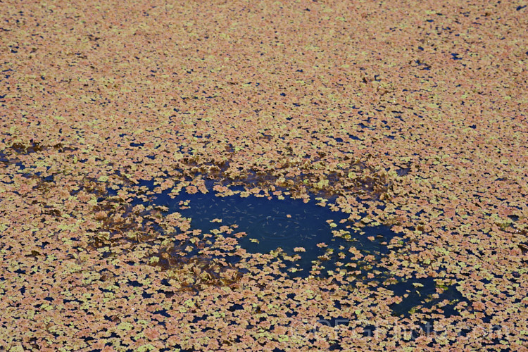 Water boatmen taking advantage of a small gap in alarge patch of Water. Fern or Fairy Moss (<i>Azolla rubra</i>). This is one of several species of very similar floating plants that multiply quickly in still water to form a carpet of foliage. The bright green young growth quickly turns red in full sun. azolla-2392htm'>Azolla. <a href='salviniaceae-plant-family-photoshtml'>Salviniaceae</a>