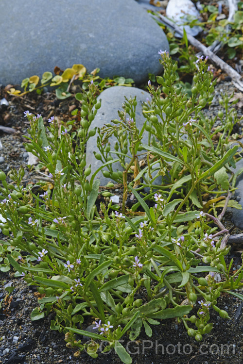 American Sea Rocket (<i>Cakile edentula</i>), an annual (biennial in mild climates</i>) found in coastal regions. It has a large taproot that enables it to remain anchored in unstable coastal sand or gravel, toothed fleshy leaves and small purple flowers that are followed by bead-like seed capsules. Sea Rocket is native to North America but has become established in many other area and is often considered a weed. Order: Brassicales, Family: Brassicaceae