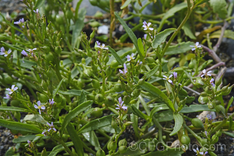 American Sea Rocket (<i>Cakile edentula</i>), an annual (biennial in mild climates</i>) found in coastal regions. It has a large taproot that enables it to remain anchored in unstable coastal sand or gravel, toothed fleshy leaves and small purple flowers that are followed by bead-like seed capsules. Sea Rocket is native to North America but has become established in many other area and is often considered a weed. Order: Brassicales, Family: Brassicaceae