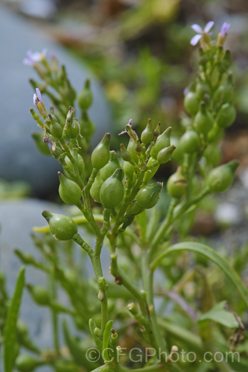 American Sea Rocket (<i>Cakile edentula</i>), an annual (biennial in mild climates</i>) found in coastal regions. It has a large taproot that enables it to remain anchored in unstable coastal sand or gravel, toothed fleshy leaves and small purple flowers that are followed by bead-like seed capsules. Sea Rocket is native to North America but has become established in many other area and is often considered a weed. Order: Brassicales, Family: Brassicaceae