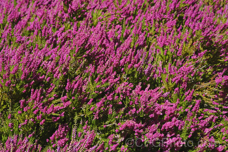 Calluna vulgaris 'Dark Star', one of the many cultivars of Scotch heather or ling, a primarily autumn-flowering shrub found over much of the temperate Northern Hemisphere Dark Star' has a low, spreading habit, growing to around 25cm tall x 80cm wide. calluna-2108htm'>Calluna. Order: Ericales, Family: Ericaceae Order: Ericales, Family: Polemoniaceae