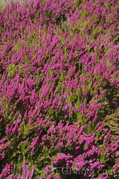 Calluna vulgaris 'Dark Star', one of the many cultivars of Scotch heather or ling, a primarily autumn-flowering shrub found over much of the temperate Northern Hemisphere Dark Star' has a low, spreading habit, growing to around 25cm tall x 80cm wide. calluna-2108htm'>Calluna. Order: Ericales, Family: Ericaceae Order: Ericales, Family: Polemoniaceae