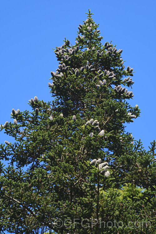 Vejar Fir (<i>Abies vejari</i>), an evergreen conifer from Mexico, with long, narrow cones. It occurs naturally at elevations of 2000-3000m and can grow to over 40m tall Order: Pinales, Family: Pinaceae