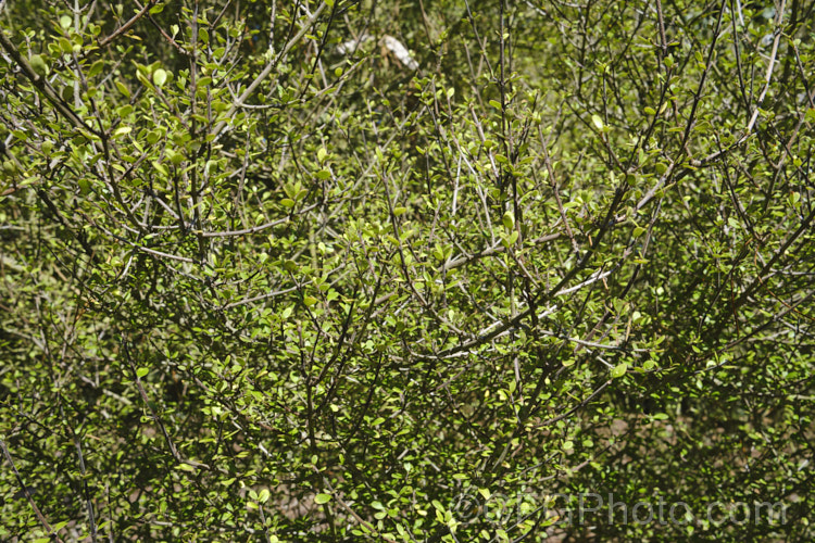 Swamp Mingimingi (<i>Coprosma pedicellata</i>), an evergreen shrub with tiny leaves and wiry, interlaced branches. Accepted as a species as recently as 1999, and rare in the wild, it occurs naturally in small pockets in eastern area of both islands of New Zealand Order: Gentianales, Family: Rubiaceae Order: Gentianales</a>