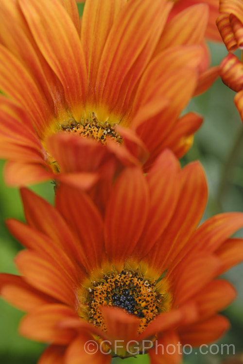 Hybrid African Daisy (<i>Arctotis x hybrida [Arctotis venusta x Arctotis fastuosa]) one of the many colour forms of these hybrids between two spring- to summer-flowering, evergreen. South African perennials. More. Arctotis. Photos. Order: Asterales, Family: Asteraceae