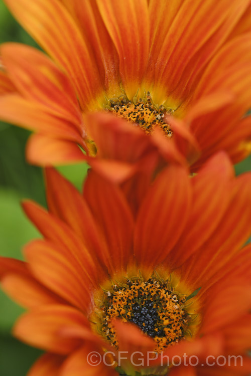 Hybrid African Daisy (<i>Arctotis x hybrida [Arctotis venusta x Arctotis fastuosa]) one of the many colour forms of these hybrids between two spring- to summer-flowering, evergreen. South African perennials. More. Arctotis. Photos. Order: Asterales, Family: Asteraceae