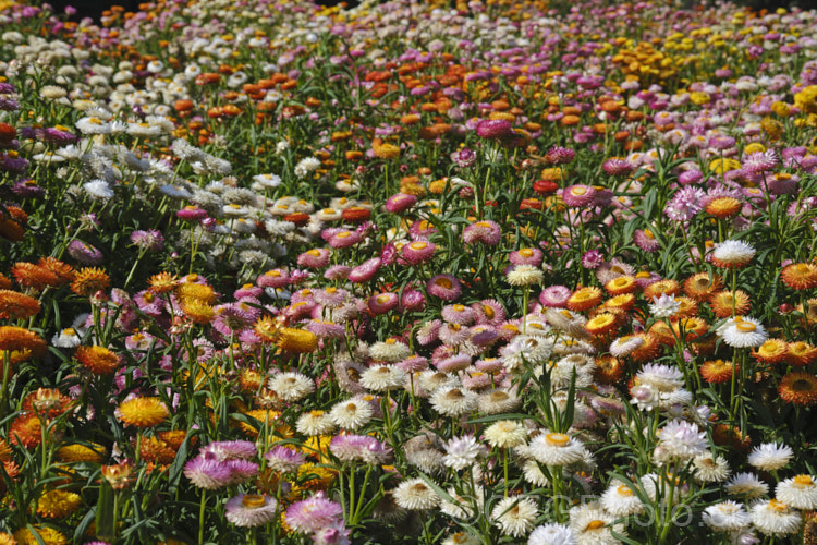 Strawflowers or everlasting daisies (<i>Xerochrysum bracteatum [syns. Bracteantha bracteata, Helichrysum bracteatum]), cultivated strains of a summer-flowering annual or short-lived perennial native to Australia. xerochrysum-2097htm'>Xerochrysum.