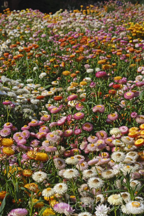 Strawflowers or everlasting daisies (<i>Xerochrysum bracteatum [syns. Bracteantha bracteata, Helichrysum bracteatum]), cultivated strains of a summer-flowering annual or short-lived perennial native to Australia. xerochrysum-2097htm'>Xerochrysum.