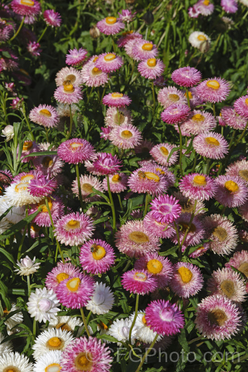 Strawflowers or everlasting daisies (<i>Xerochrysum bracteatum [syns. Bracteantha bracteata, Helichrysum bracteatum]), cultivated strains of a summer-flowering annual or short-lived perennial native to Australia. xerochrysum-2097htm'>Xerochrysum.