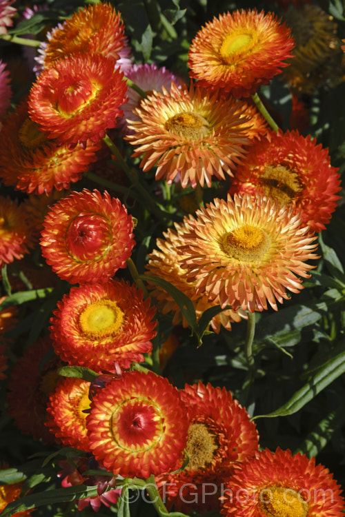 Strawflowers or everlasting daisies (<i>Xerochrysum bracteatum [syns. Bracteantha bracteata, Helichrysum bracteatum]), cultivated strains of a summer-flowering annual or short-lived perennial native to Australia. xerochrysum-2097htm'>Xerochrysum.