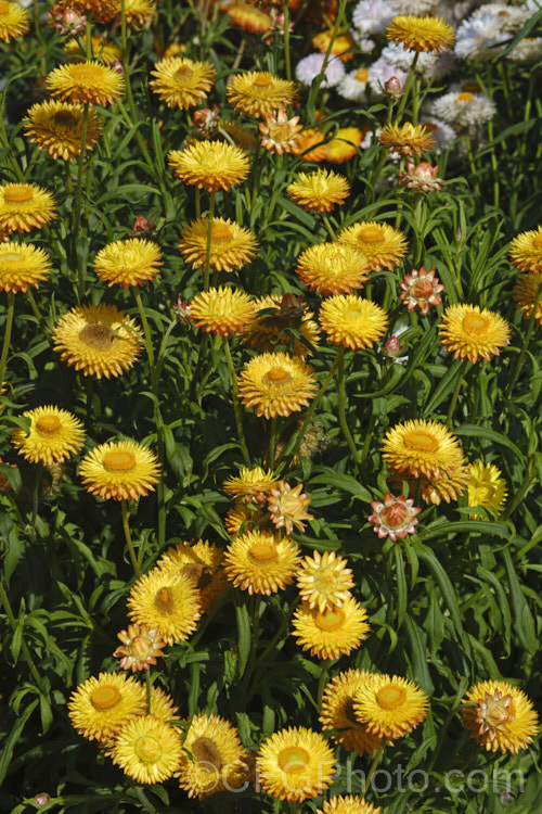 Strawflowers or everlasting daisies (<i>Xerochrysum bracteatum [syns. Bracteantha bracteata, Helichrysum bracteatum]), cultivated strains of a summer-flowering annual or short-lived perennial native to Australia. xerochrysum-2097htm'>Xerochrysum.