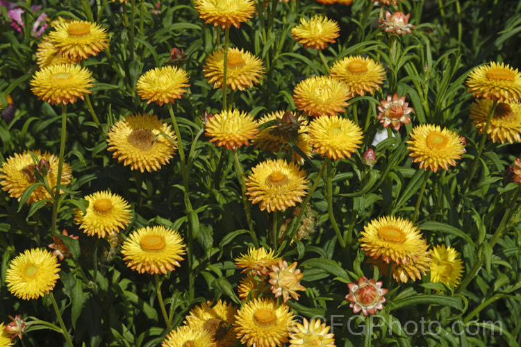 Strawflowers or everlasting daisies (<i>Xerochrysum bracteatum [syns. Bracteantha bracteata, Helichrysum bracteatum]), cultivated strains of a summer-flowering annual or short-lived perennial native to Australia. xerochrysum-2097htm'>Xerochrysum.