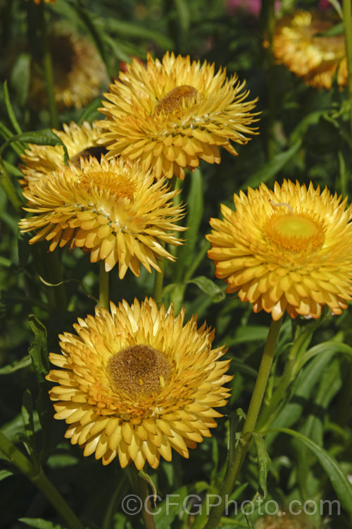 Strawflowers or everlasting daisies (<i>Xerochrysum bracteatum [syns. Bracteantha bracteata, Helichrysum bracteatum]), cultivated strains of a summer-flowering annual or short-lived perennial native to Australia. xerochrysum-2097htm'>Xerochrysum.